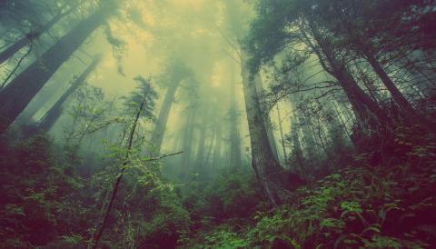 Millores ambientals 