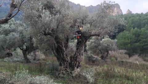 recuperació de l’olivar de Cala Tuent